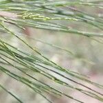 Allocasuarina torulosa Blad