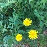 Sonchus tenerrimus Fleur