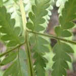 Dryopteris athamantica Leaf