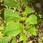 Asimina parviflora Leaf