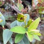 Hypericum patulum 果實