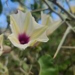 Ipomoea spathulata Fleur
