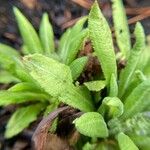 Primula denticulata Leaf