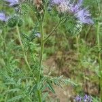 Phacelia tanacetifoliaΛουλούδι