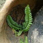 Asplenium marinum Habit