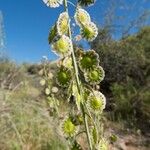 Thysanocarpus curvipes Φρούτο