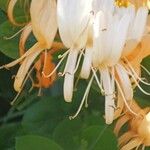 Lonicera caprifolium Kwiat