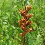 Orobanche teucrii Blomma