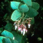 Arctostaphylos pallida Floare