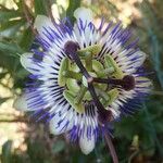 Passiflora caeruleaFlor