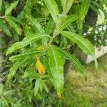 Salix triandra पत्ता