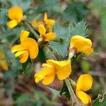 Podolobium ilicifolium Flor