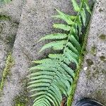 Dryopteris filix-mas葉