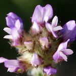 Astragalus echinatus Flower