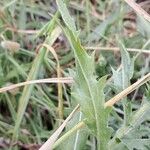 Carthamus caeruleus 葉