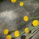 Hypochaeris radicata Blüte