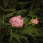 Paeonia corsica Flower