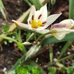 Tulipa turkestanica Flor