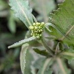 Rorippa amphibia Flower