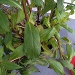 Lobelia cardinalis Leaf