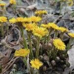 Tussilago farfaraFlower