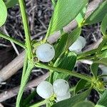 Viscum album (Autre)