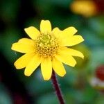 Sanvitalia procumbens Fiore