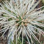 Cylindropuntia tunicata Други