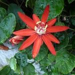 Passiflora miniata Kwiat