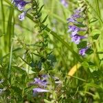 Scutellaria hastifolia Celota