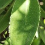 Psiadia anchusifolia Leaf