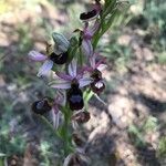 Ophrys bertolonii Fleur
