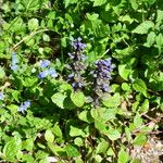 Ajuga reptansKvet