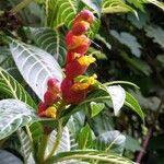 Sanchezia speciosaFlower