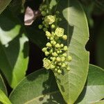 Lepisanthes senegalensis Blomma