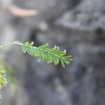 Desmanthus virgatus Leaf