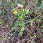 Pentanema squarrosum Flower