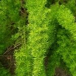 Asparagus densiflorus Leaf