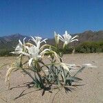 Pancratium maritimum Λουλούδι