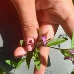 Polygala paniculata Лист