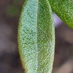 Rhododendron hippophaeoides Hoja