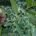 Osmanthus decorus Blatt