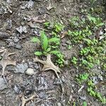 Andersonglossum virginianum Folha