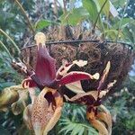 Stanhopea tigrina Flor