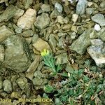 Alyssum cuneifolium Écorce