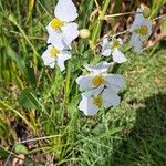 Sagittaria lancifolia Кветка