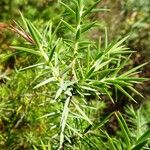 Juniperus oxycedrus Leaf