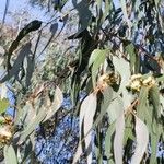 Eucalyptus viminalis Hábitos