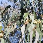 Eucalyptus viminalis 形态