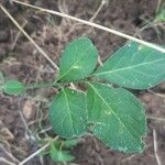 Euonymus latifolius Leaf